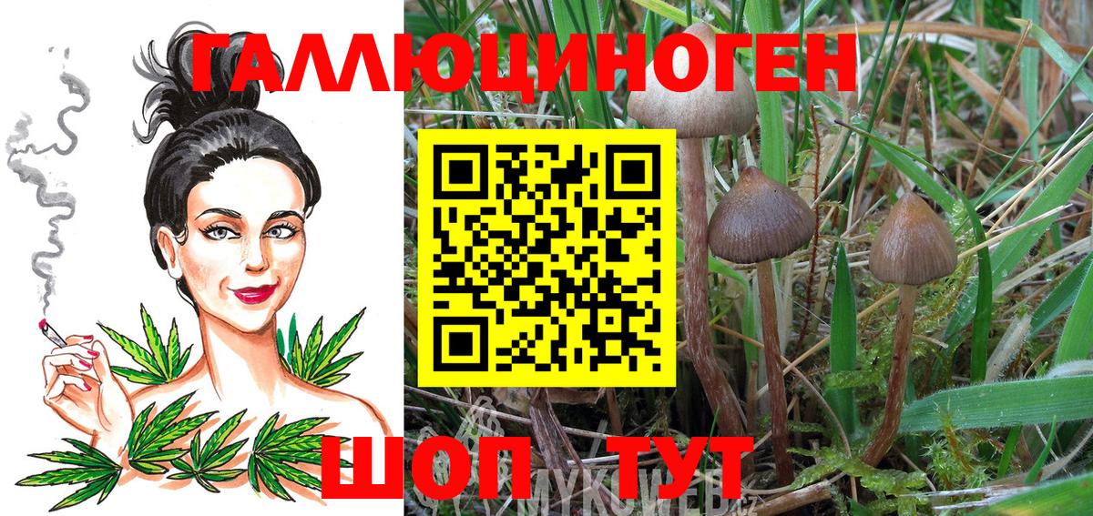 Псилоцибиновые грибы Psilocybine cubensis Сосновый Бор
